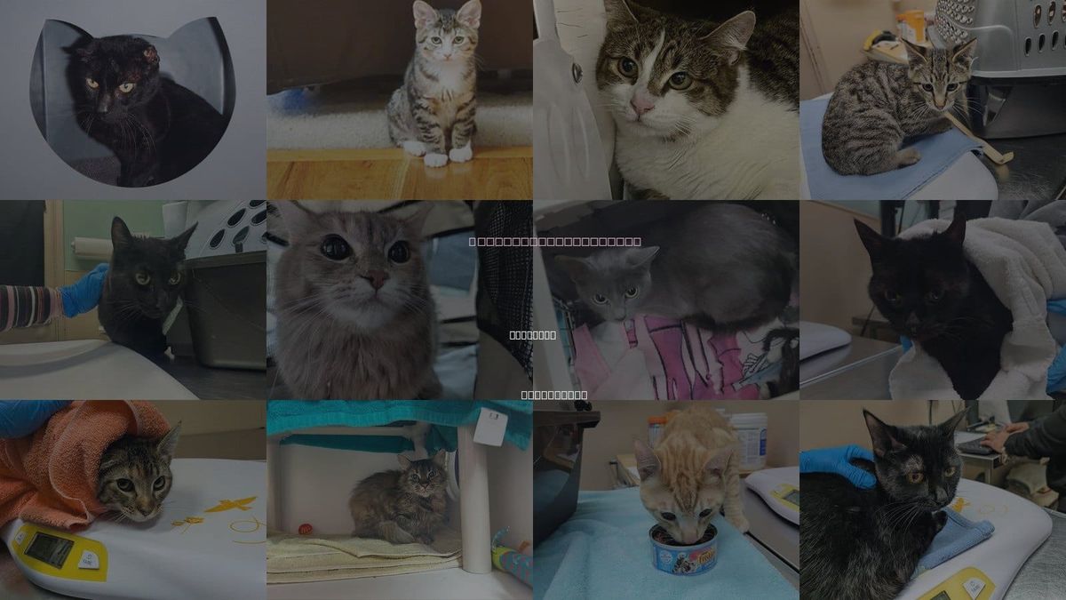 Cats for Adoption in Puyallup, Washington