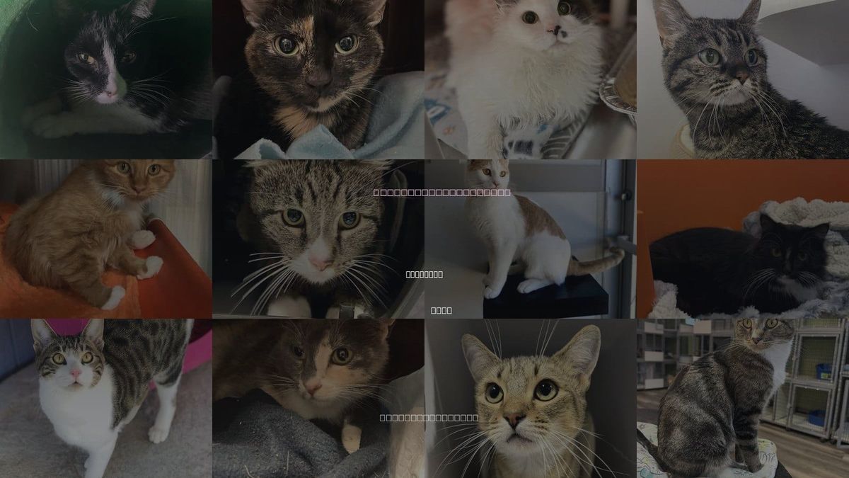 Cats for Adoption in Riverton, Utah