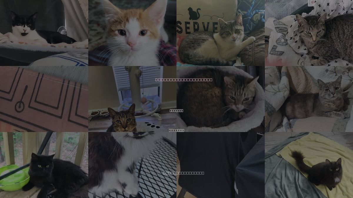 Cats for Adoption in Roanoke, Alabama
