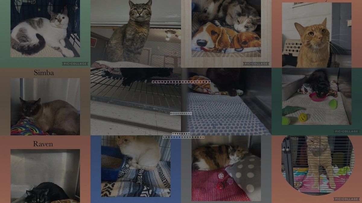 Cats for Adoption in Rock Island, Illinois