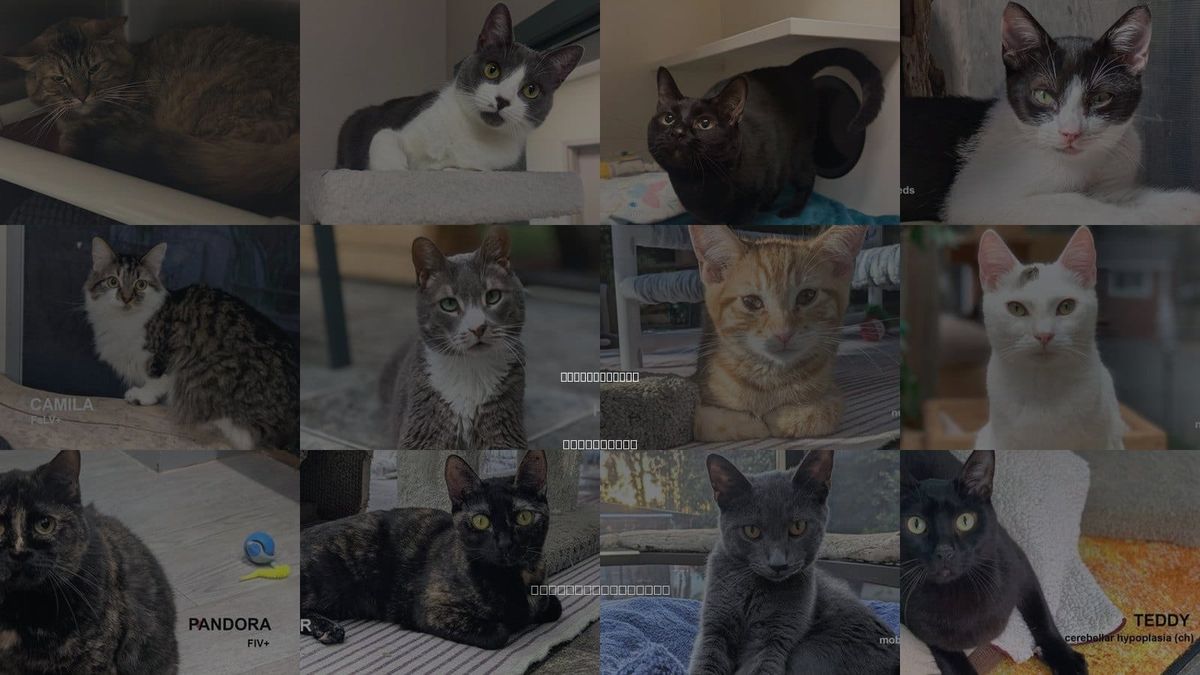 Cats for Adoption in Rohnert Park, California