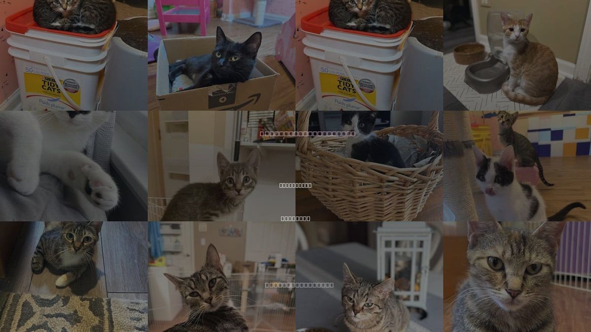 Cats for Adoption in Romeoville, Illinois