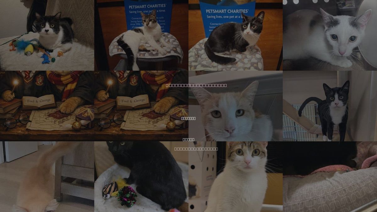 Cats for Adoption in Rowlett, Texas