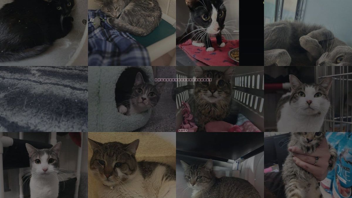 Cats for Adoption in Roy, Utah