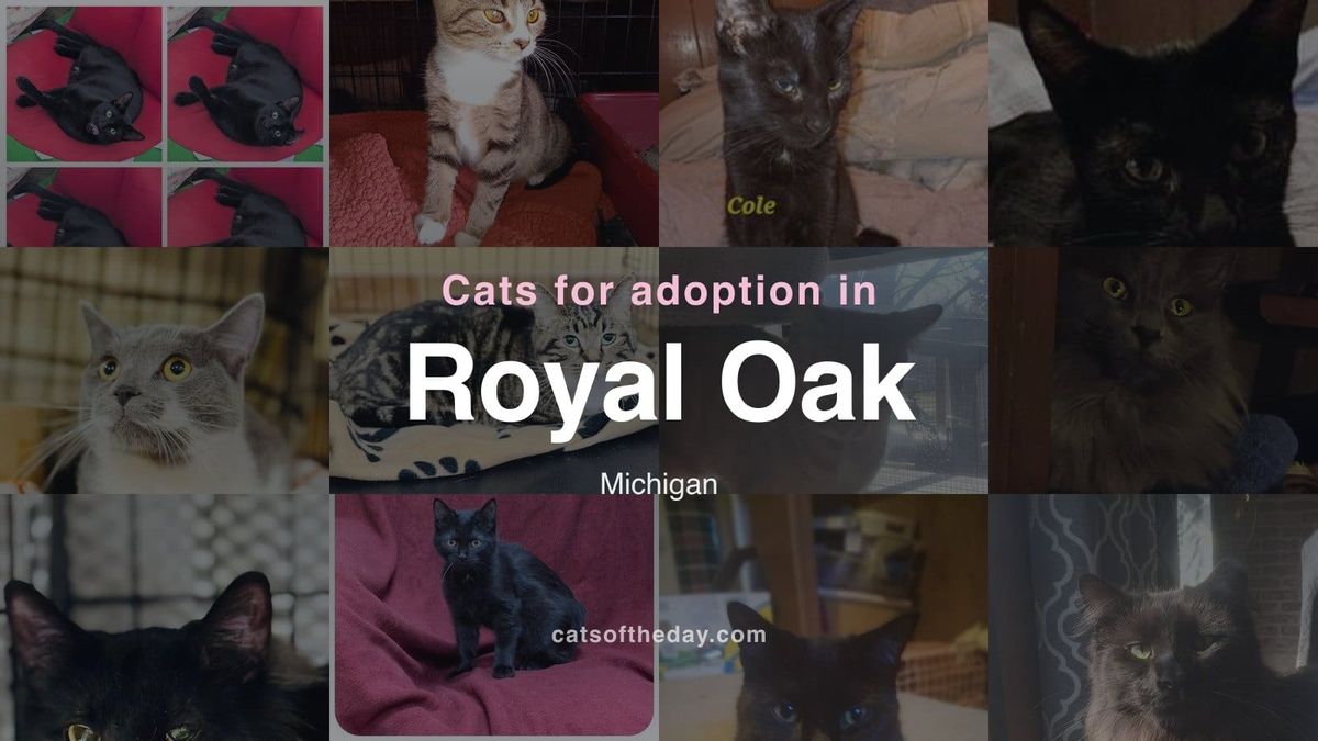 Cats for Adoption in Royal Oak, Michigan