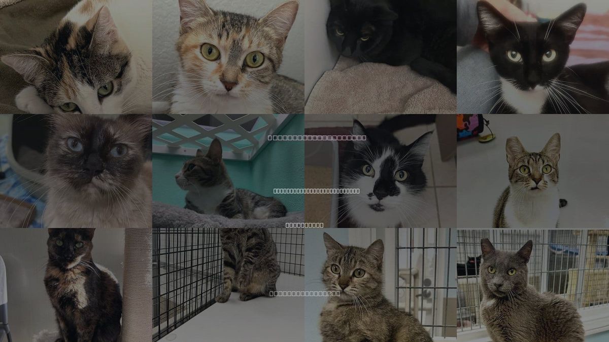 Cats for Adoption in San Buenaventura (Ventura), California