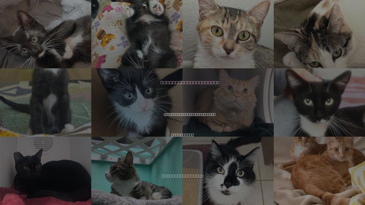 Cats for Adoption in San Buenaventura (Ventura), California