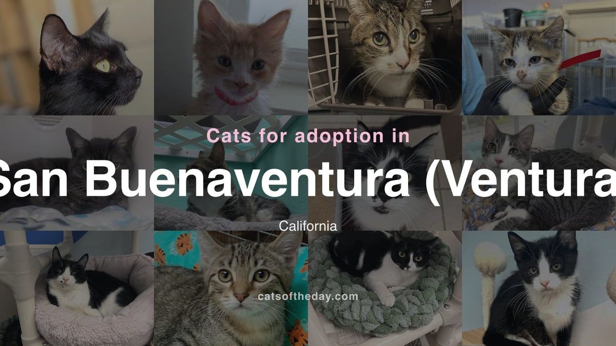 Cats for Adoption in San Buenaventura (Ventura), California