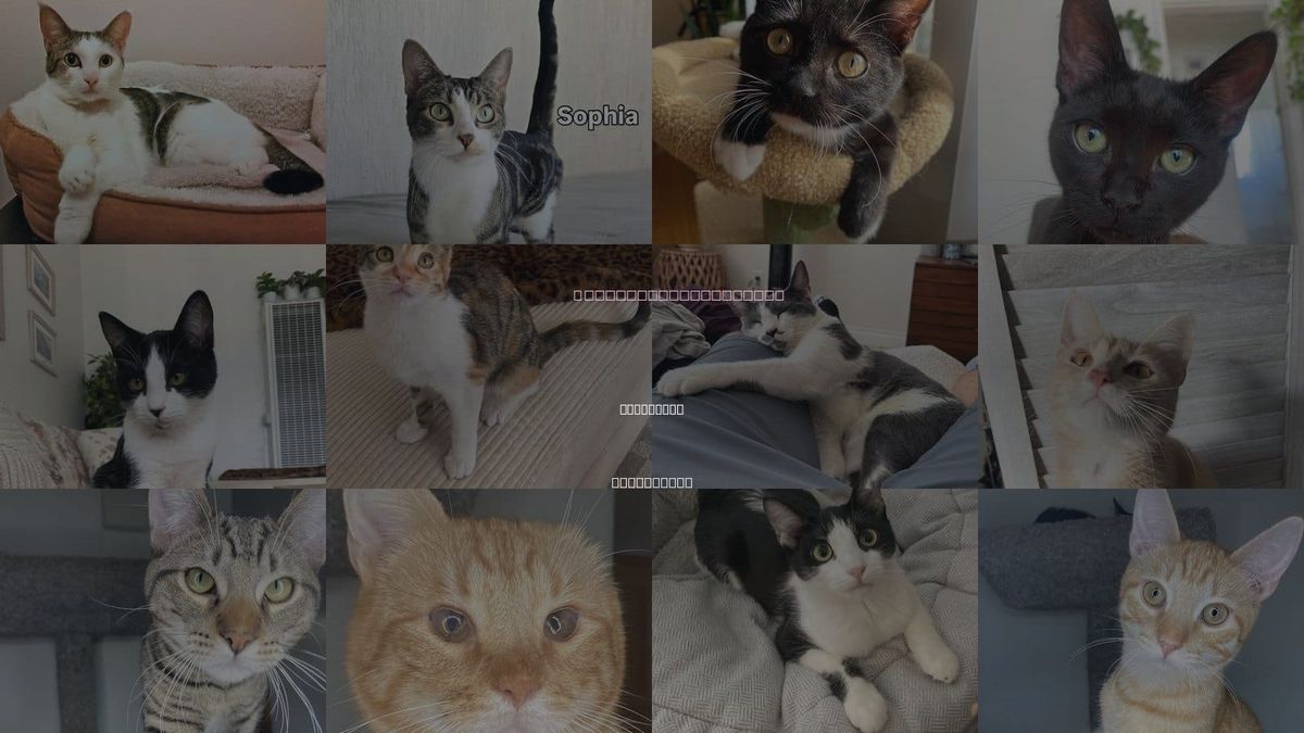 Cats for Adoption in San Diego, California