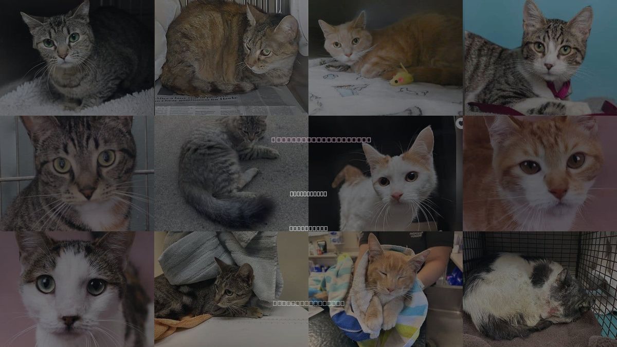 Cats for Adoption in San Gabriel, California