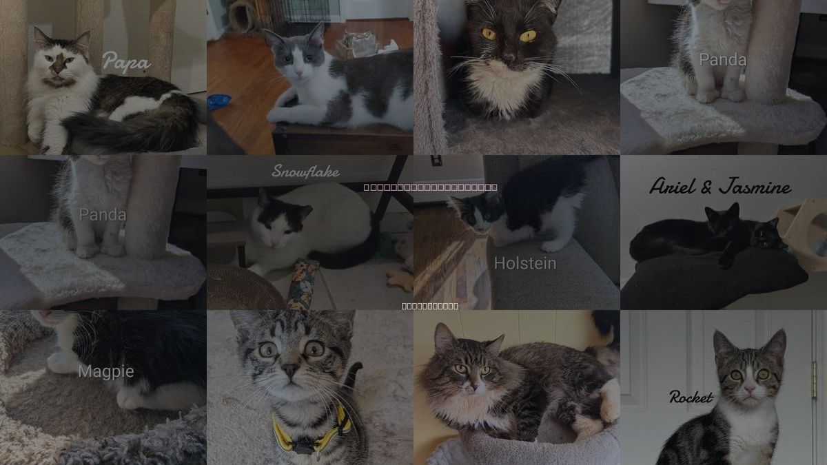 Cats for Adoption in Shelton, Connecticut