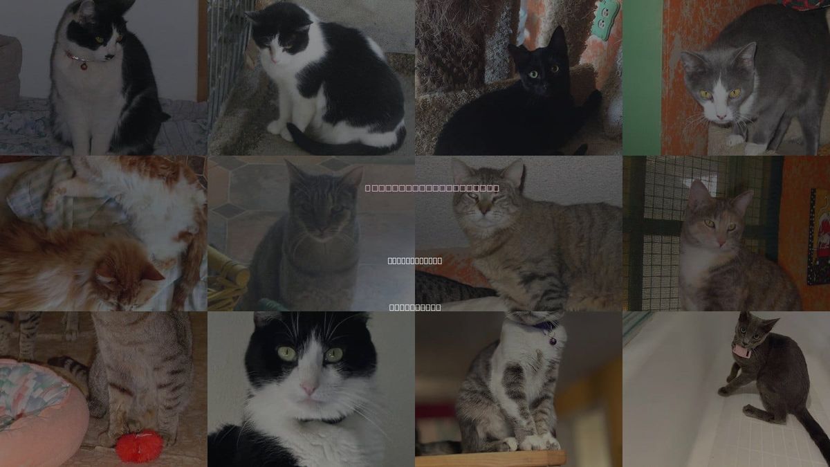 Cats for Adoption in Sherman Oaks, California
