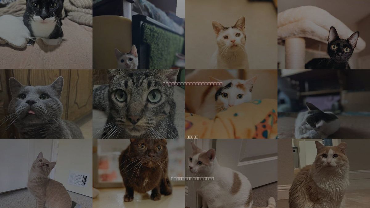 Cats for Adoption in Sherman, Texas