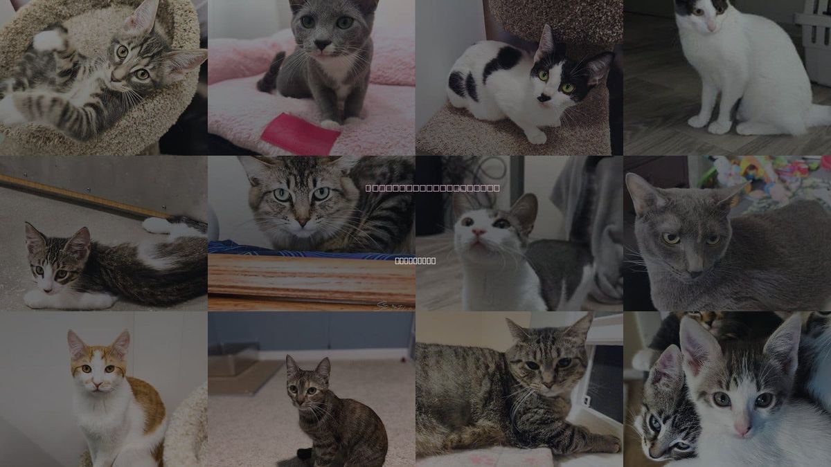 Cats for Adoption in St. Cloud, Florida