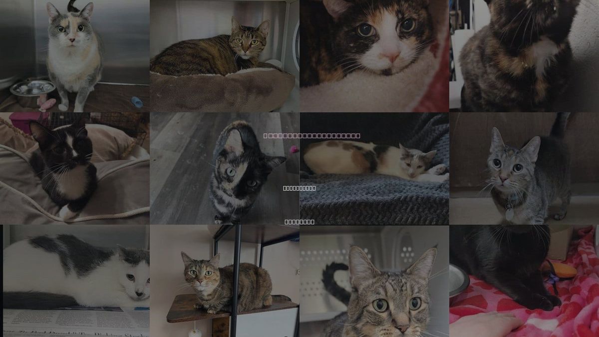 Cats for Adoption in St. Peters, Missouri