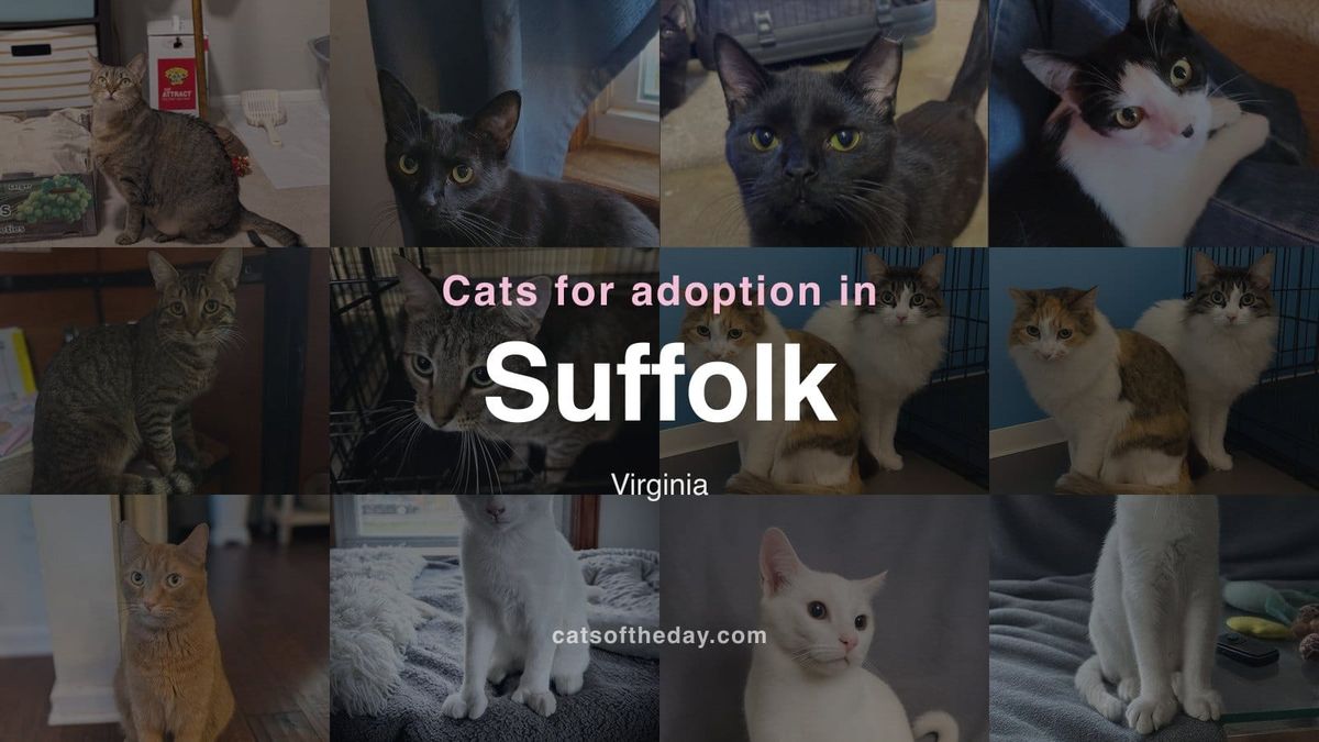 Cats for Adoption in Suffolk, Virginia