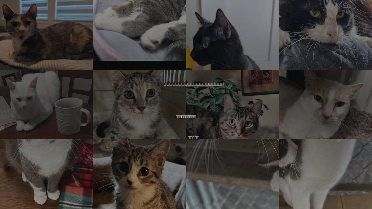 Cats for Adoption in The Colony, Texas