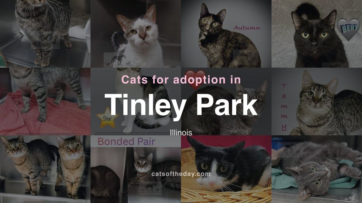 Cats for Adoption in Tinley Park, Illinois