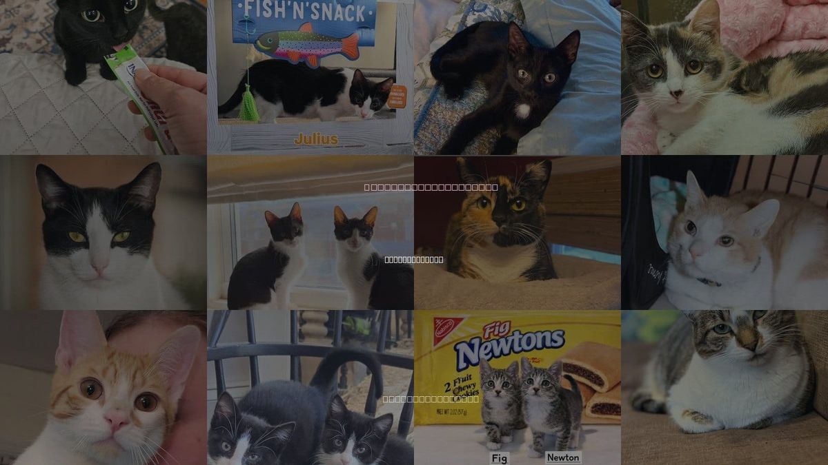 Cats for Adoption in Valley Stream, New York