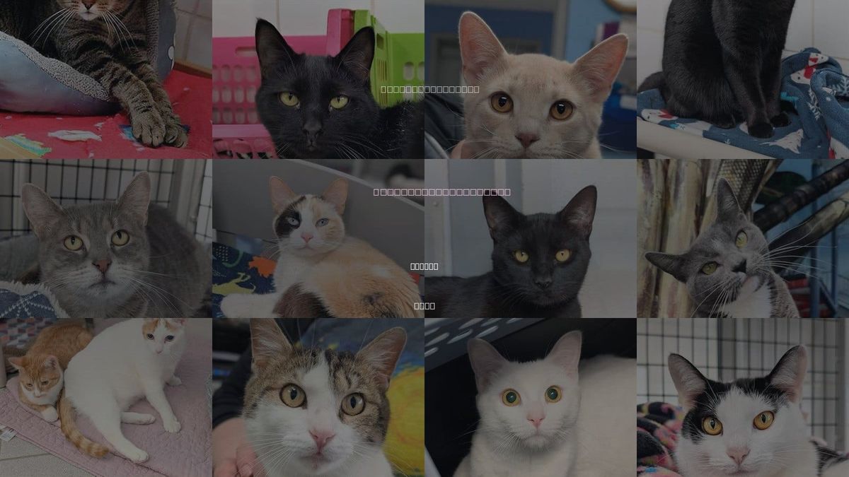 Cats for Adoption in Warren, Ohio