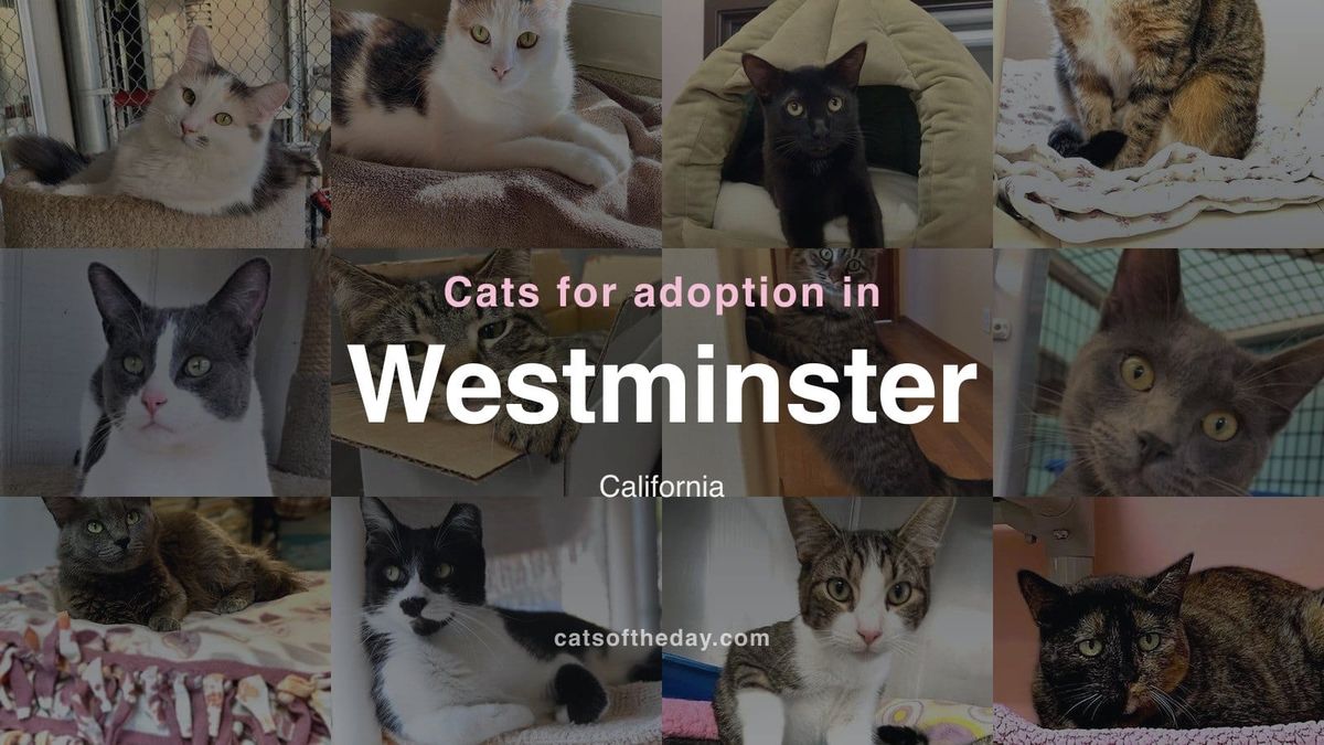 Cats for Adoption in Westminster, California