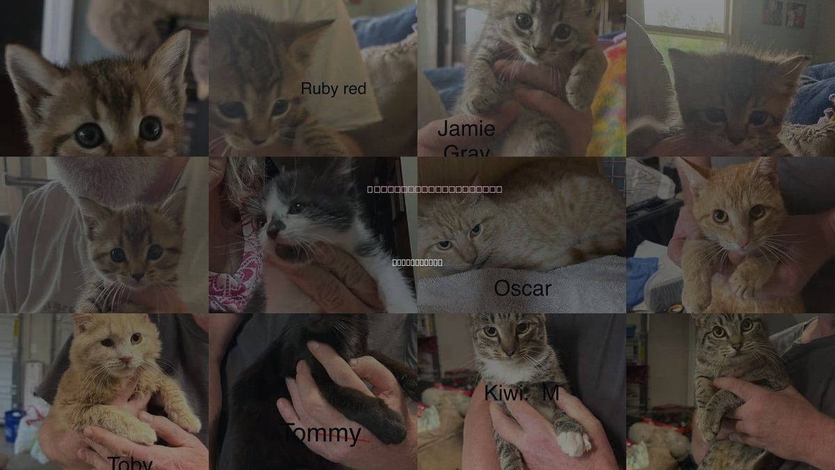 Cats for Adoption in White Bluff, Tennessee