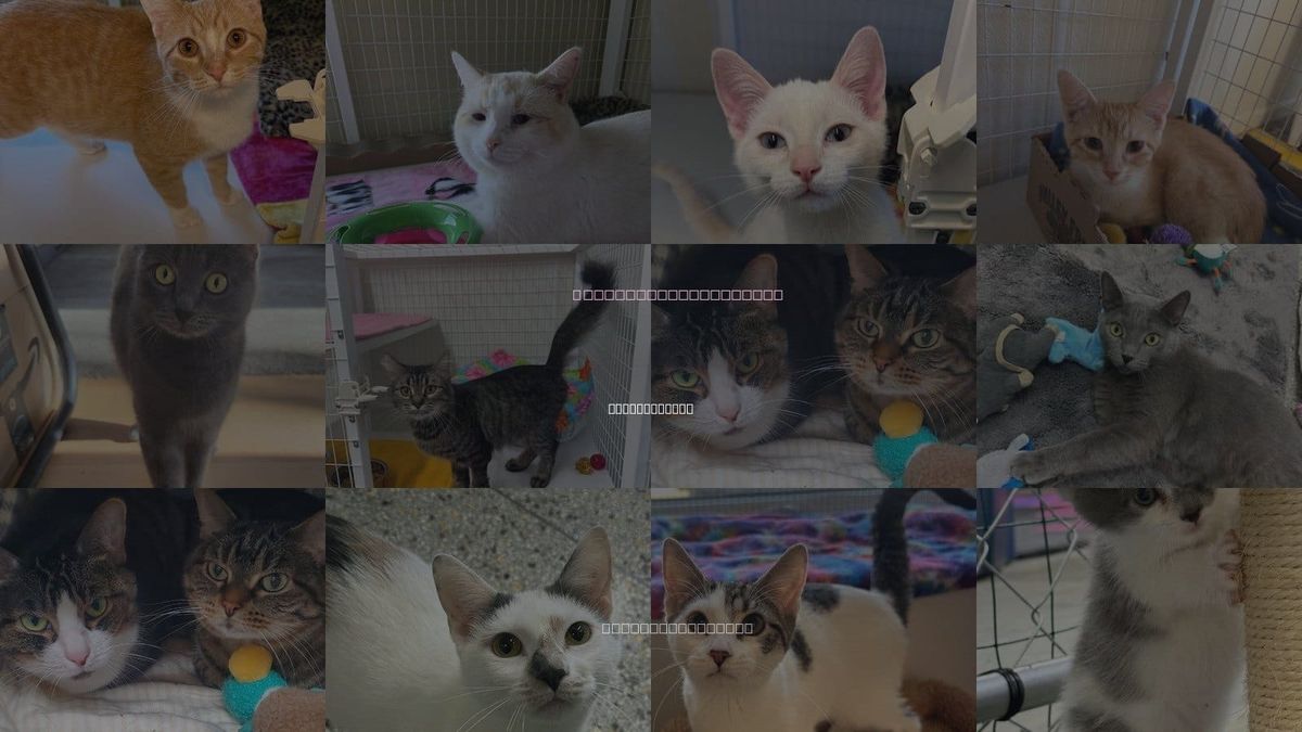 Cats for Adoption in Williamsburg, Iowa