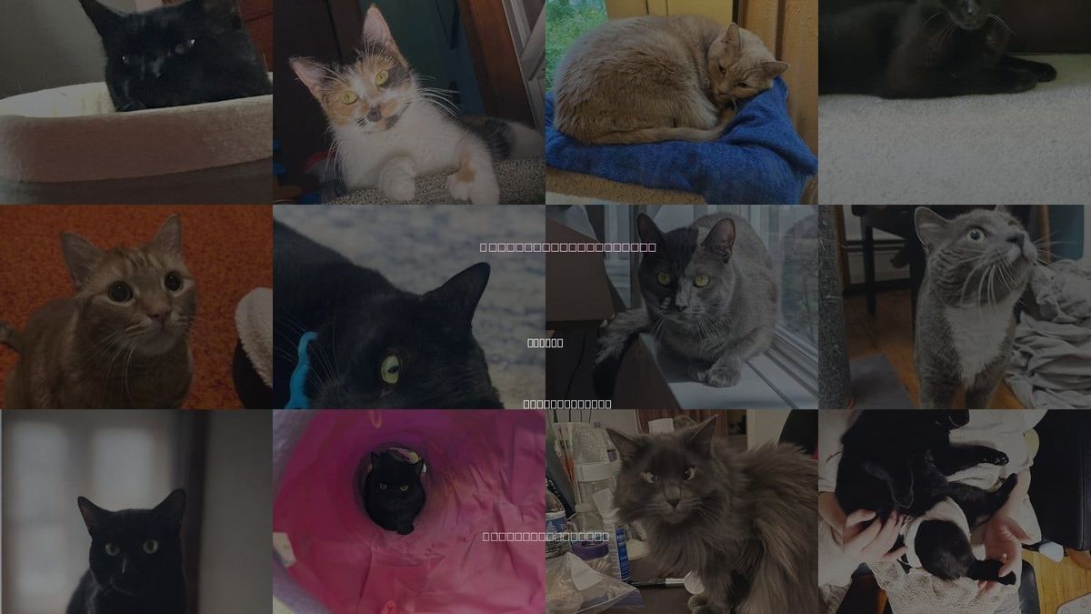 Cats for Adoption in Woburn, Massachusetts