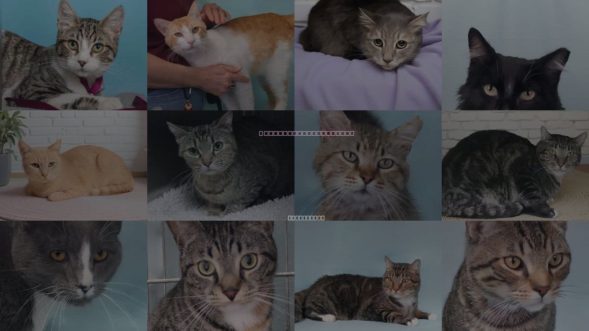 Cats for Adoption in Alhambra, California