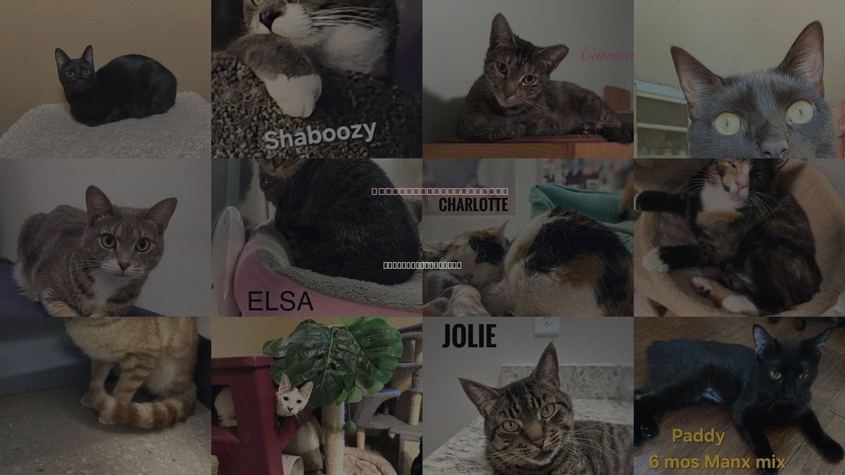 Cats for Adoption in Altamonte Springs, Florida