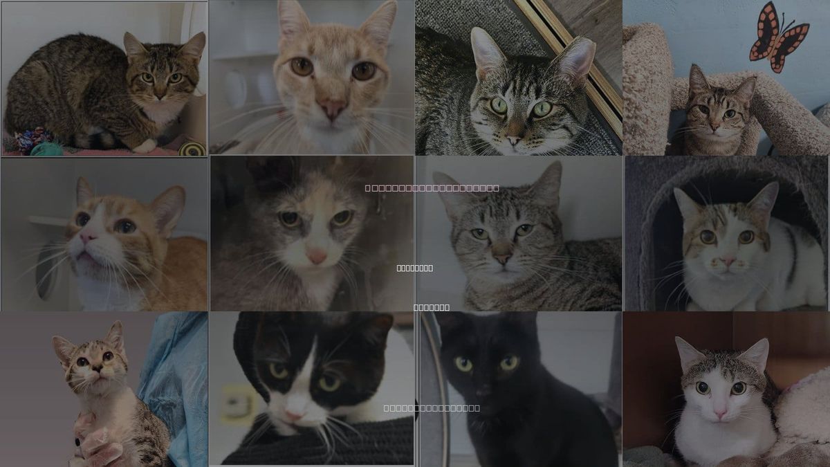 Cats for Adoption in Anderson, Indiana