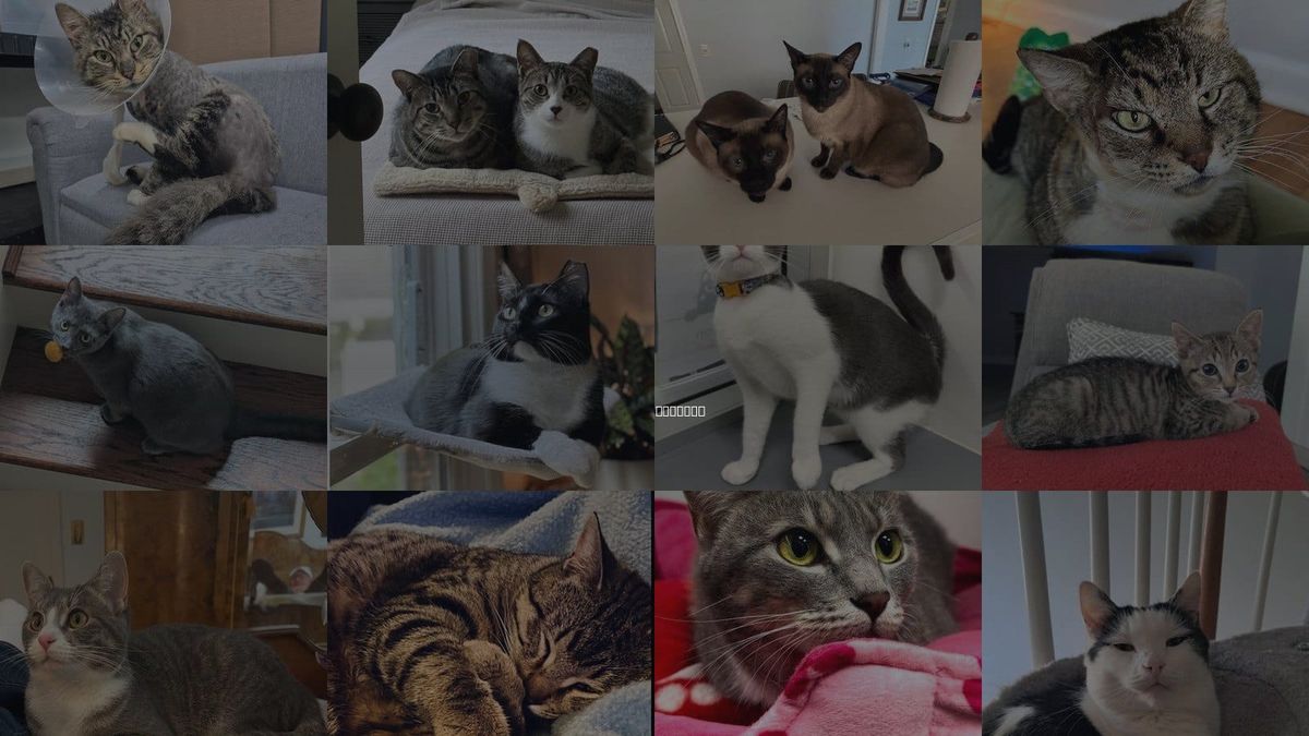 Cats for Adoption in Atlanta, Georgia