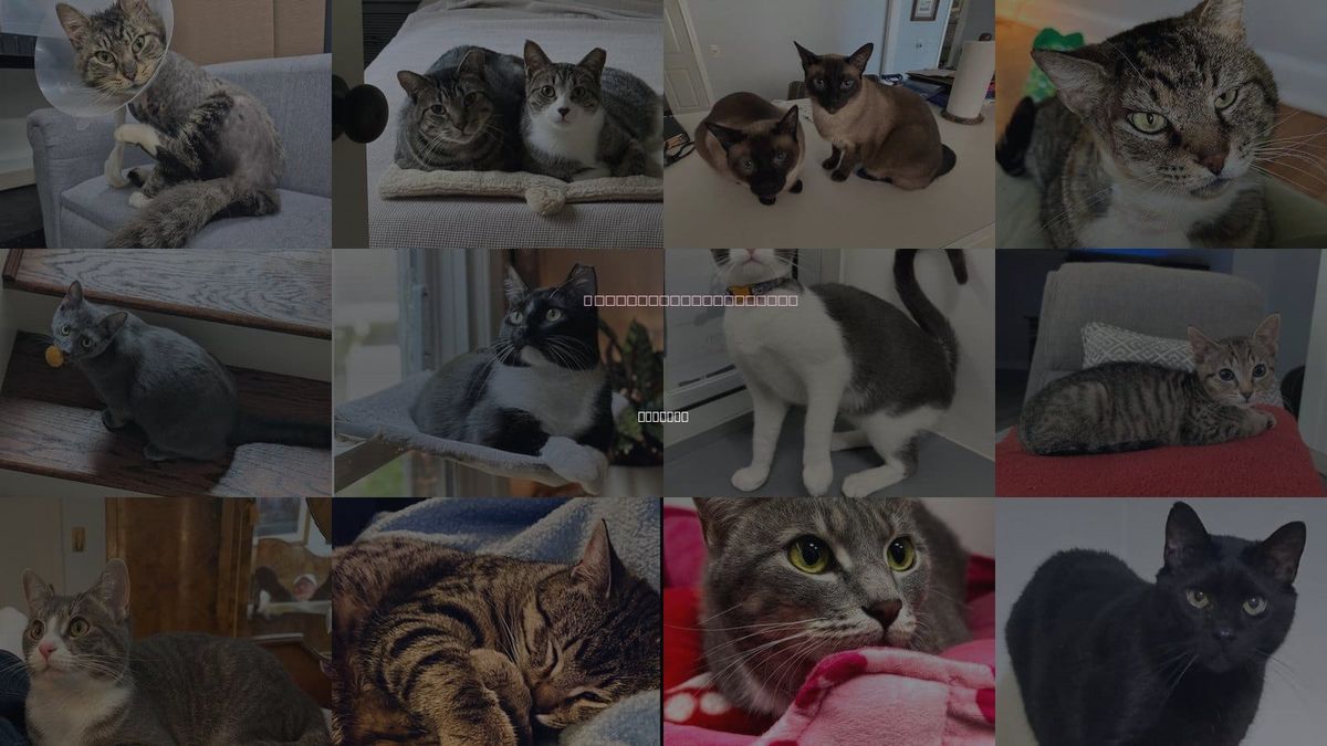 Cats for Adoption in Atlanta, Georgia