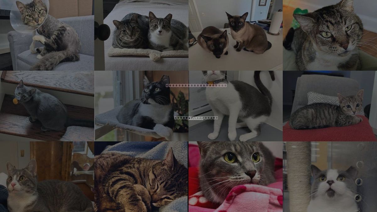 Cats for Adoption in Atlanta, Georgia