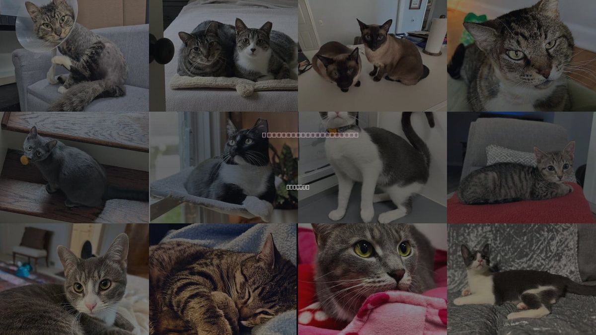 Cats for Adoption in Atlanta, Georgia