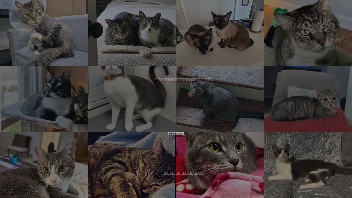 Cats for Adoption in Atlanta, Georgia