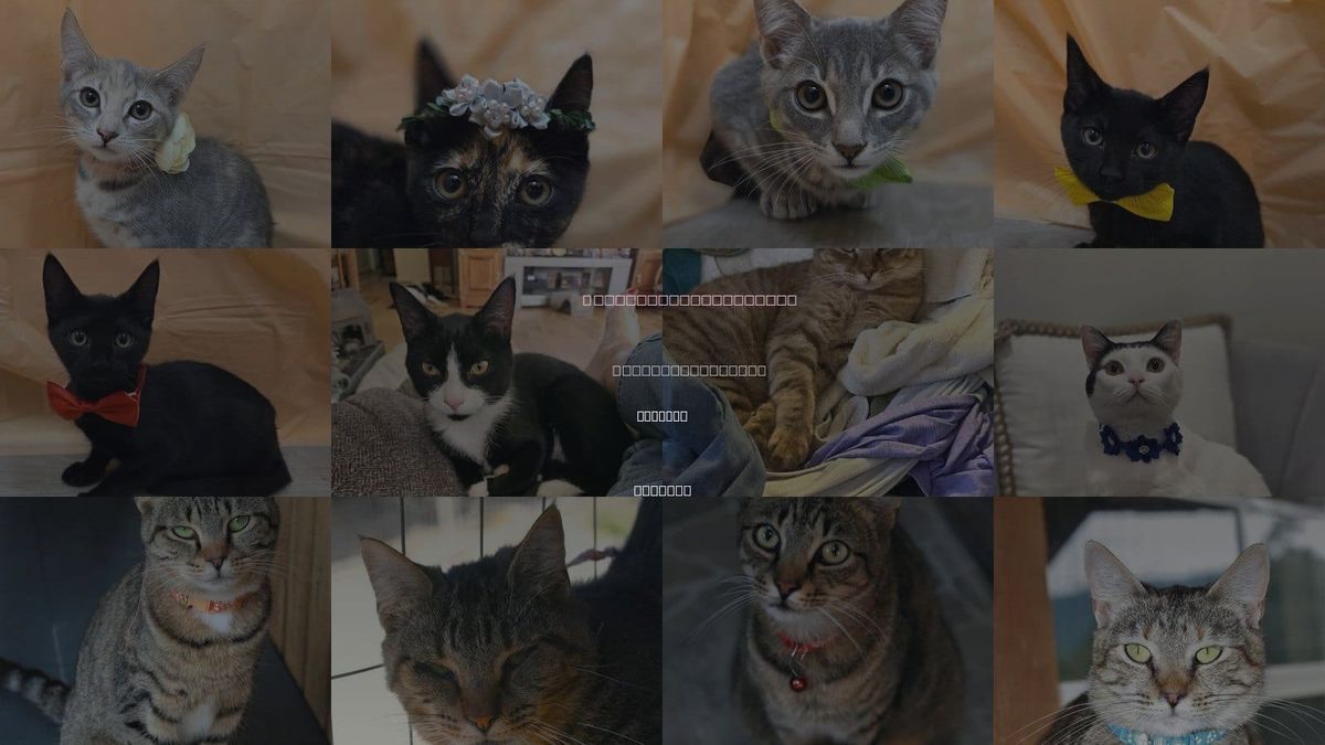 Cats for Adoption in Attalka, Alabama