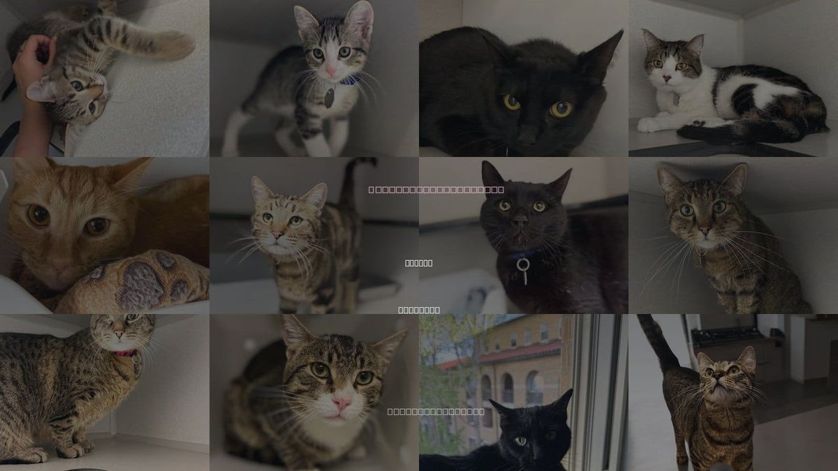 Cats for Adoption in Aurora, Colorado