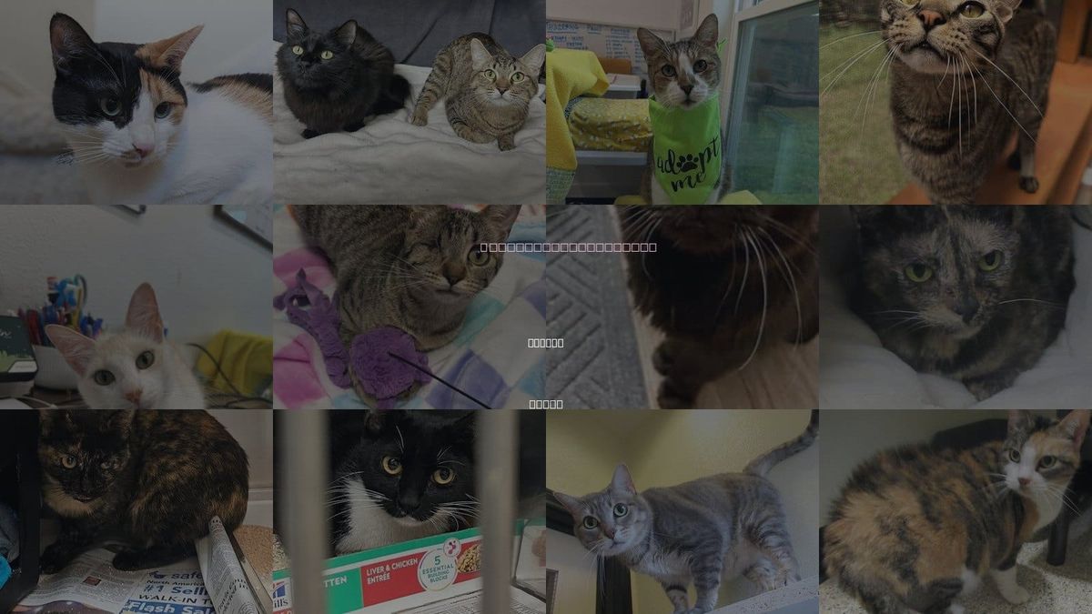 Cats for Adoption in Austin, Texas