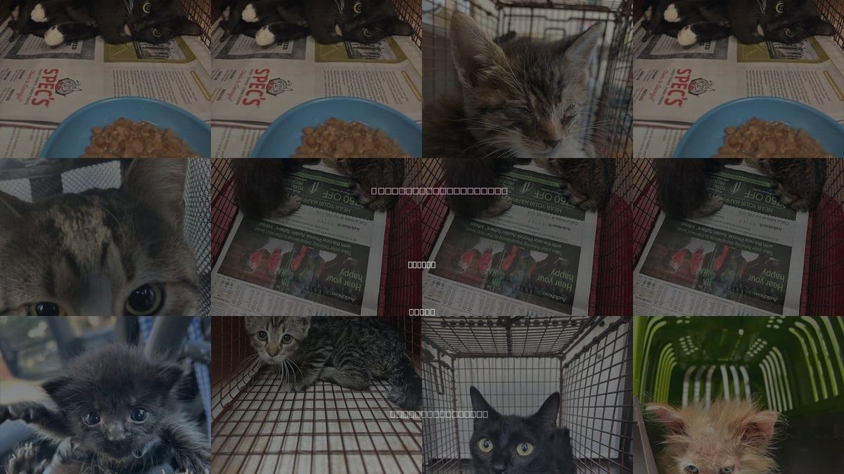 Cats for Adoption in Austin, Texas