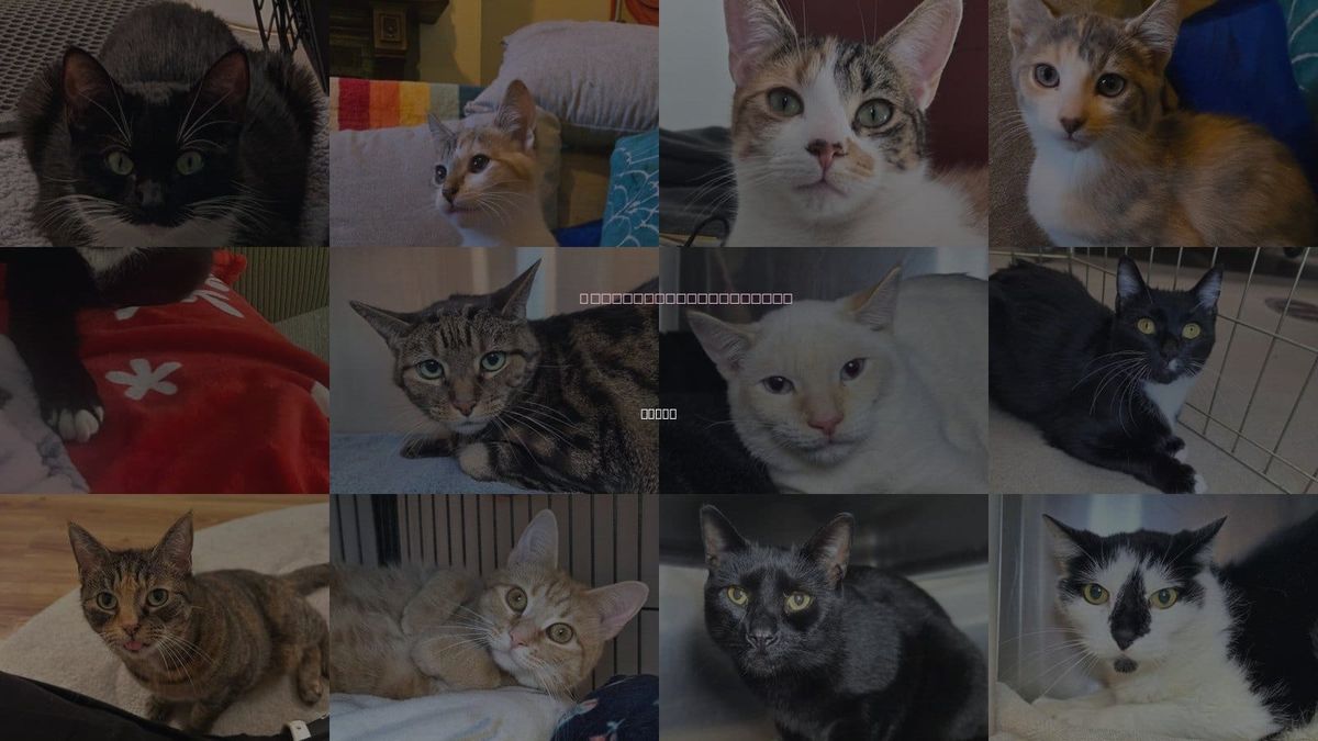 Cats for Adoption in Bowie, Maryland
