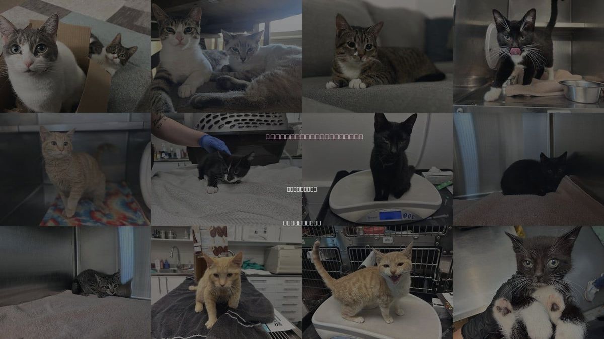 Cats for Adoption in Brentwood, California