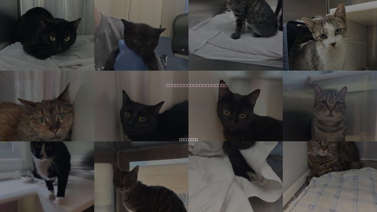Cats for Adoption in Brighton, Colorado