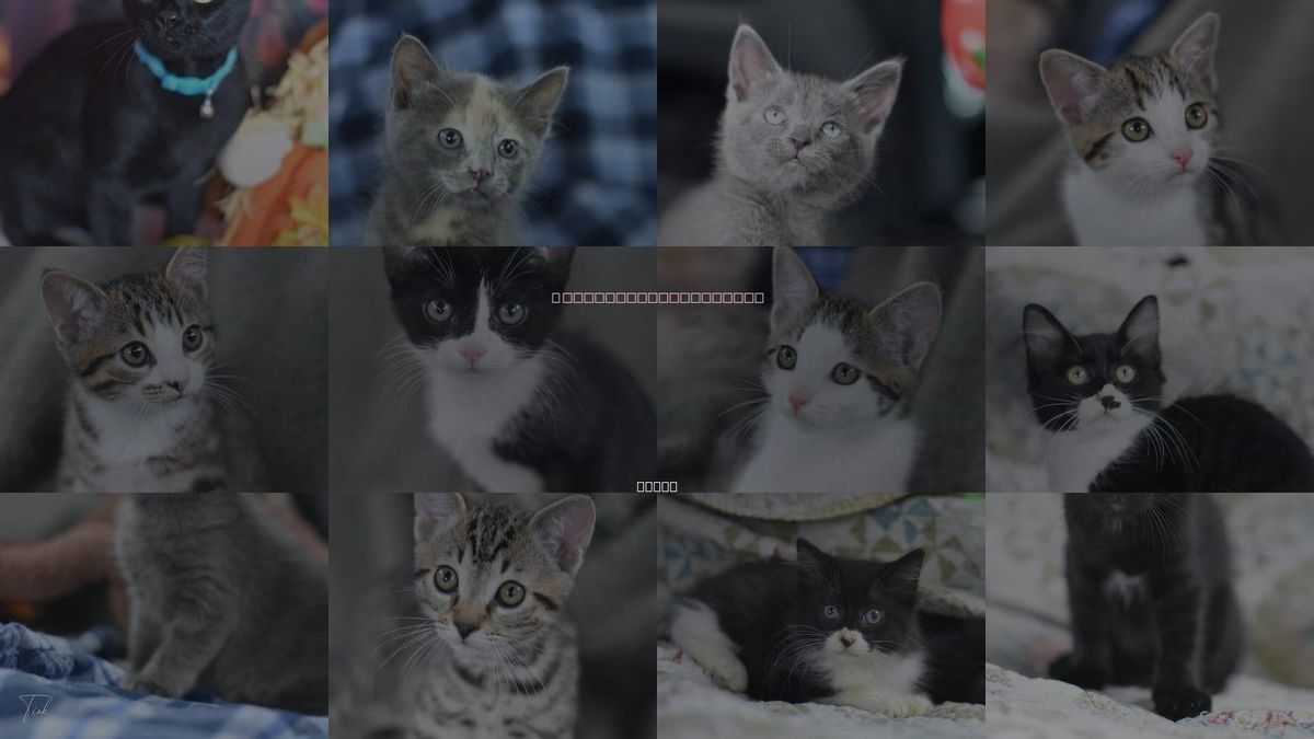 Cats for Adoption in Bryan, Texas