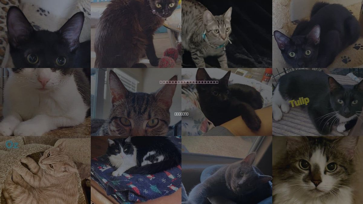 Cats for Adoption in Buckeye, Arizona