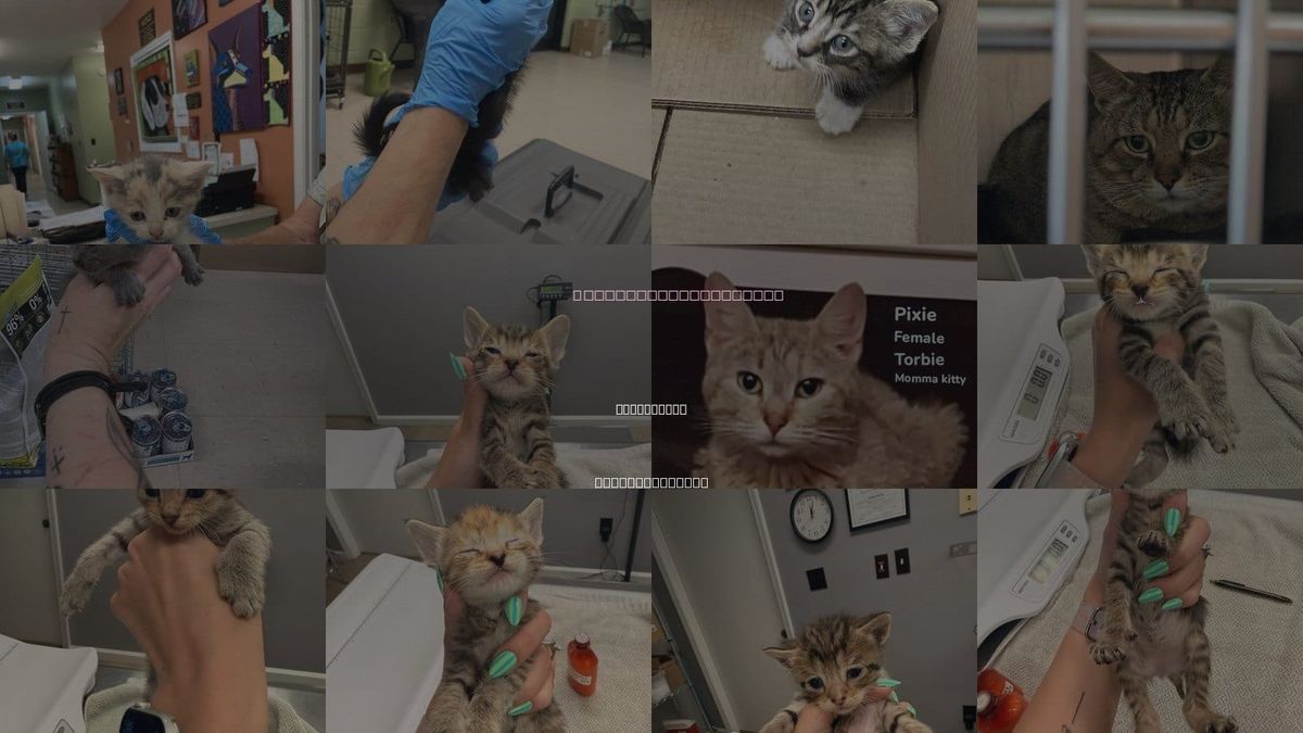Cats for Adoption in Burnsville, North Carolina