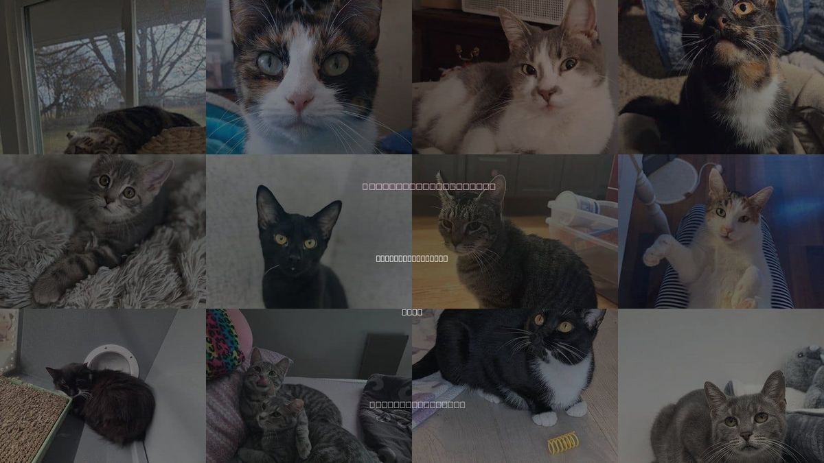 Cats for Adoption in Canal Winchester, Ohio