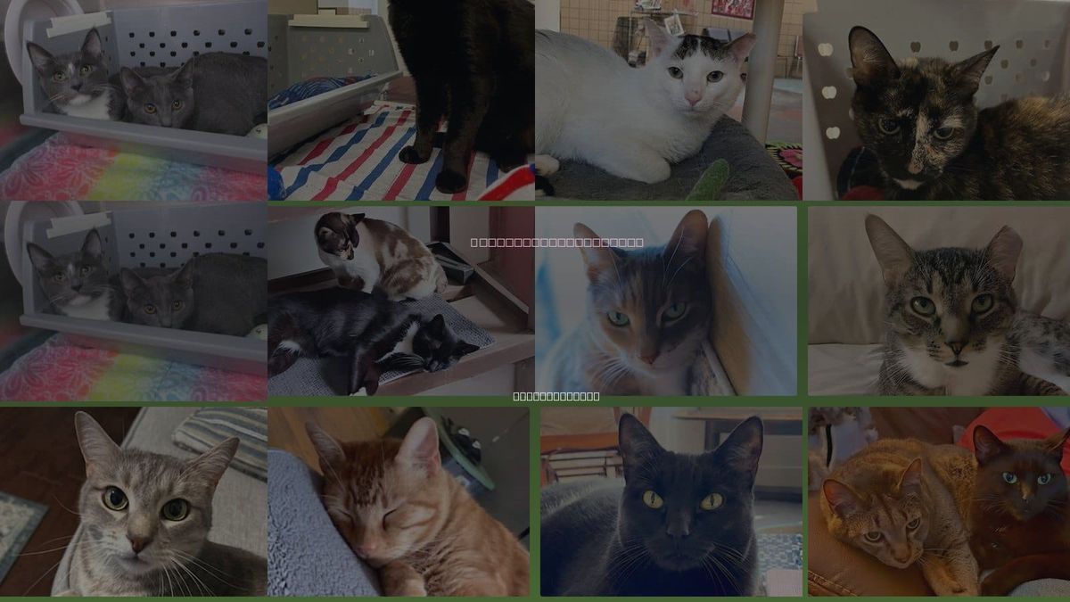 Cats for Adoption in Chicopee, Massachusetts