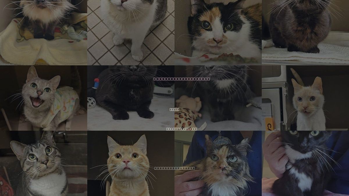 Cats for Adoption in Clyde, North Carolina