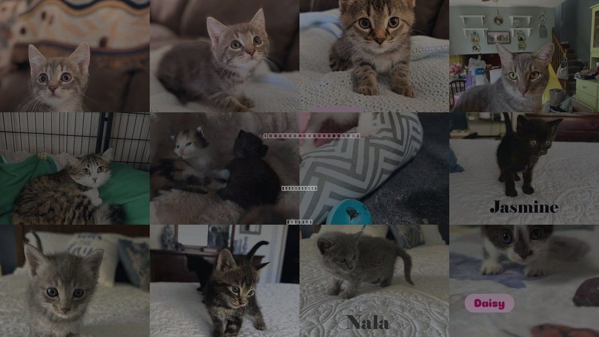 Cats for Adoption in Crown Point, Indiana